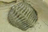 Beautiful Struveaspis Trilobite Fossil - Jorf, Morocco #382685-3